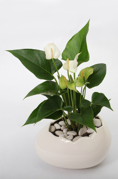 Anthurium