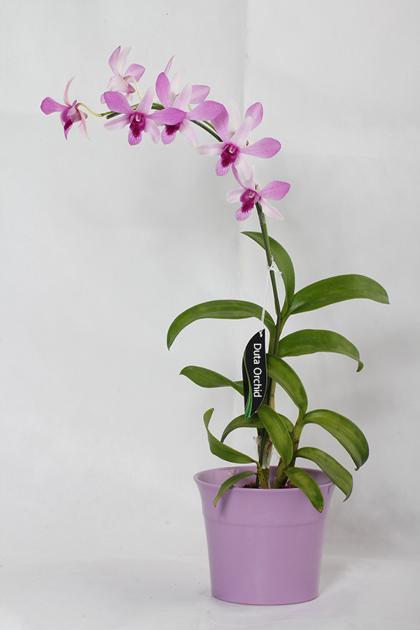 Dendrobium