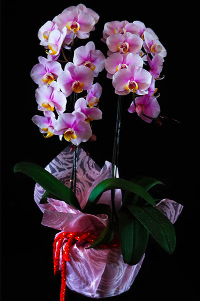 Gift Premium