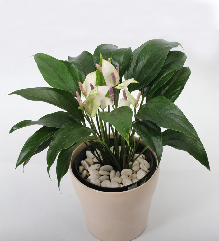 Anthurium