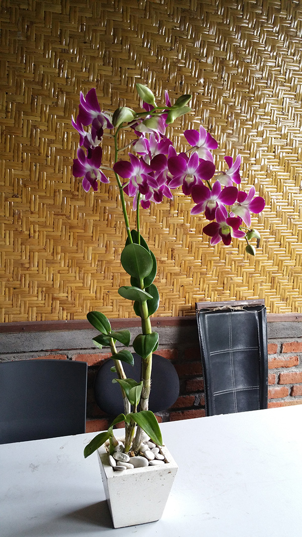 Dendrobium