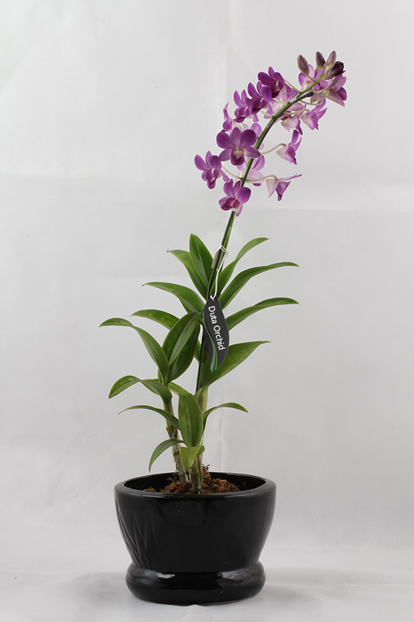 Dendrobium