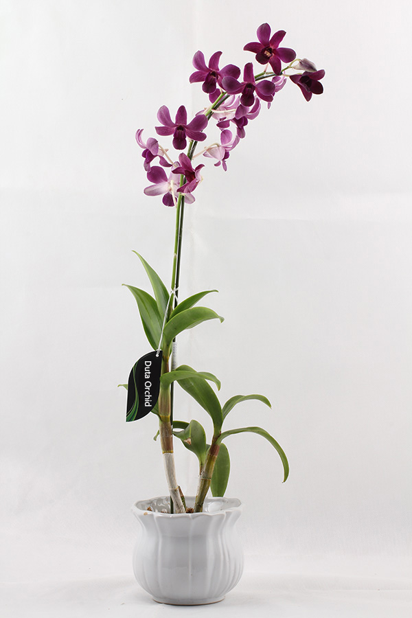 Dendrobium