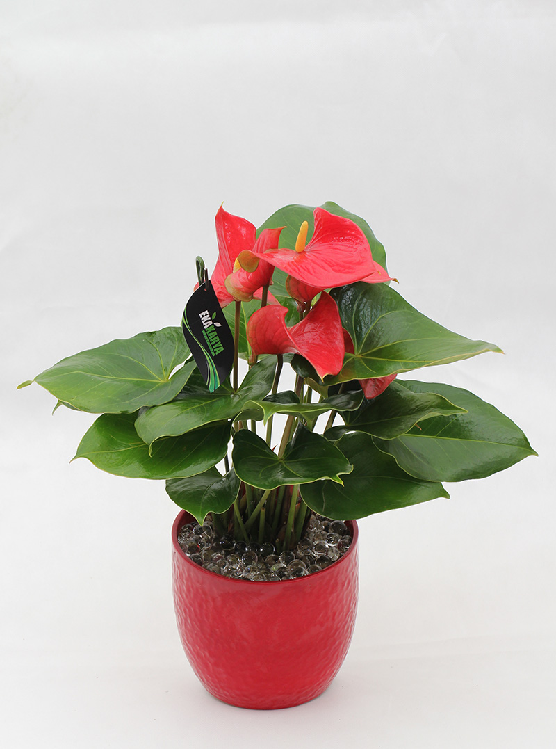 Anthurium