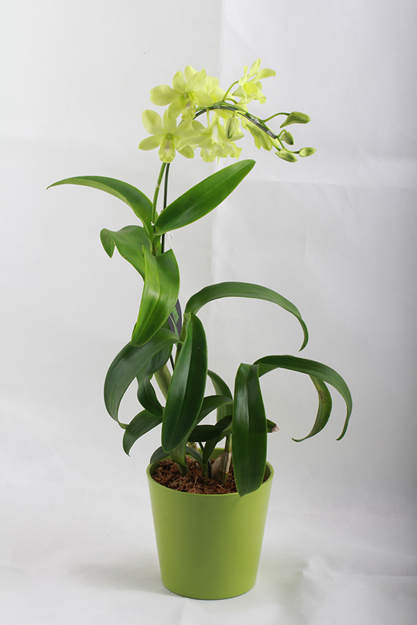 Dendrobium
