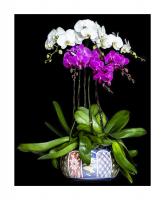 Anggrek Bulan Merah Standar