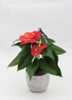 Anthurium