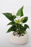 Anthurium