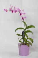Dendrobium