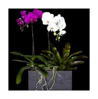 Anggrek Butih Standar