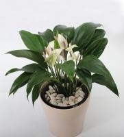 Anthurium
