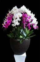 Anggrek Bulan Premium Campur