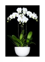 Anggrek Butih Standar