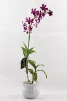 Dendrobium