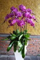 Anggrek Bulan Premium Merah