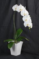 Anggrek Bulan Premium Putih