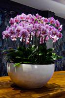 Dekorasi Anggrek Bulan Premium Koleksi