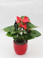 Anthurium