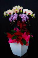 Anggrek Bulan Premium Koleksi