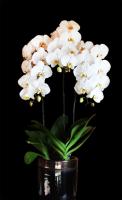 Anggrek Bulan Premium Putih