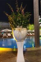 Rangkaian Anggrek Dendrobium