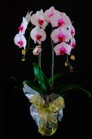 Gift Anggrek Bulan Putih Lidah Merah