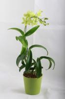 Dendrobium