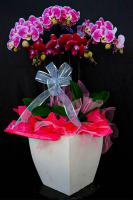 Dekorasi Anggrek Bulan Premium Koleksi